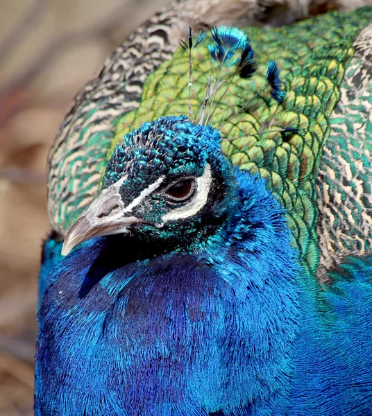 Blå påfågel — Stockfoto