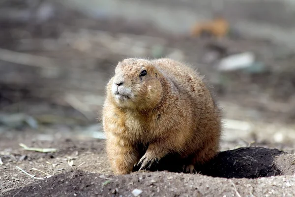 Präriehundar — Stockfoto