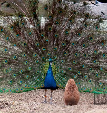 Çayır köpeği'ni peacock arıyorsunuz