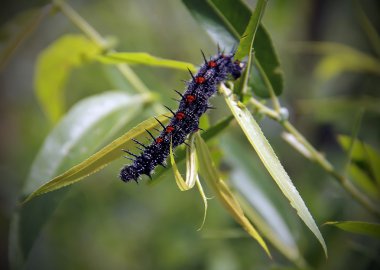 Caterpillar yenmiş yaprak üzerinde