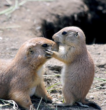 Prairie dog puppy kissing his mother clipart