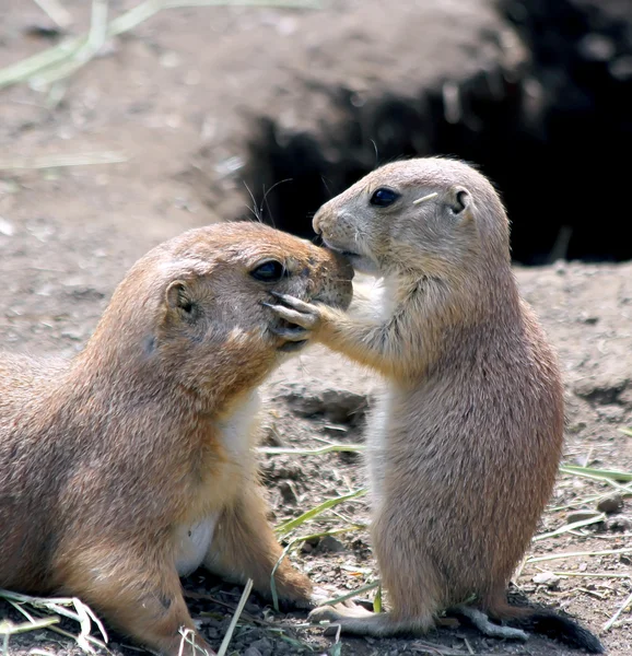 Prairie dog puppy kissing his mother — Stock Photo, Image