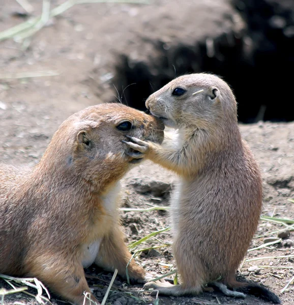 Prairie dog puppy całuje matkę — Zdjęcie stockowe