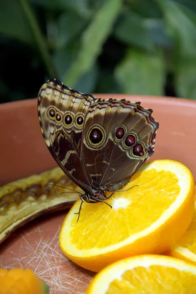 Butterfly eating the orange — Stock Photo, Image