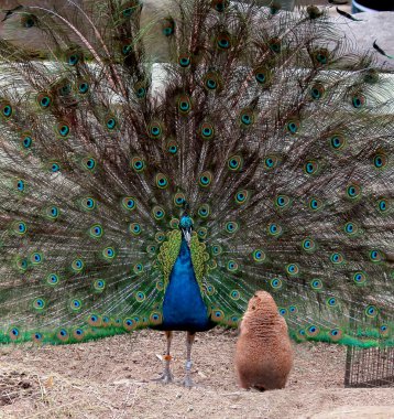 Funny prairie dog looking at the peacock with open tail clipart
