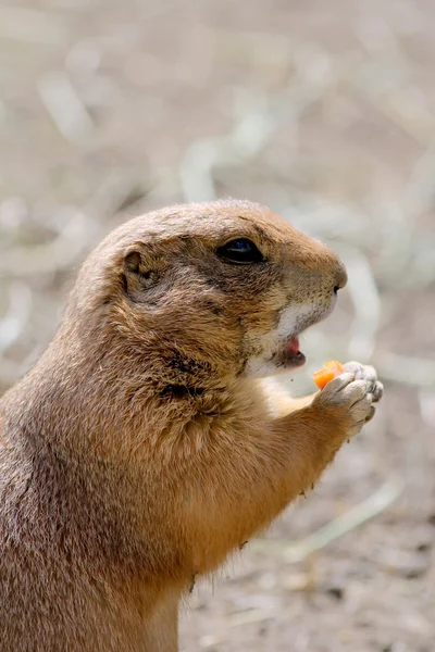 Cute prairie dog open mouth for carrot biting. — Stock Photo, Image