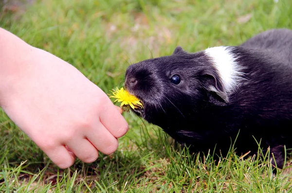 Girl feeding a funny black and wight Guinea pig — Stock Photo, Image