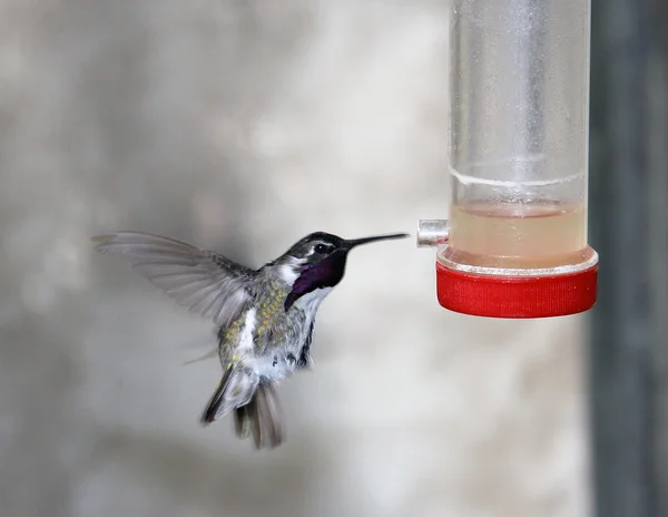 Hummingbird having a drink — Stock Photo, Image