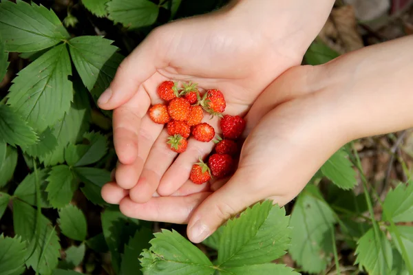 Wilde aardbeien handvol — Stockfoto