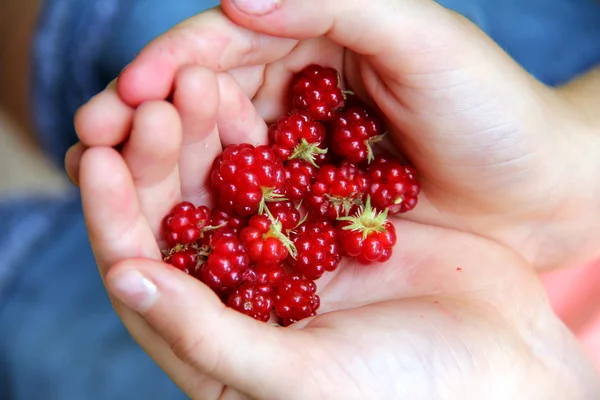 Eine Handvoll wilder Himbeeren — Stockfoto