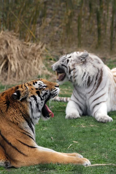 Dwa tygrysy biały i pomarańczowy — Zdjęcie stockowe