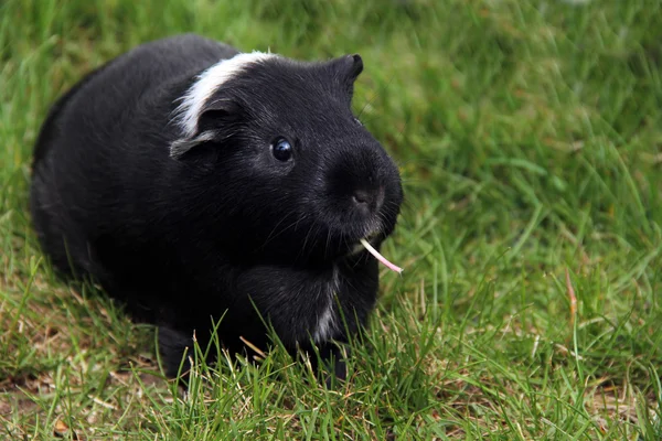 Funny black and wight Guinea pig with a piece of flower stem in her mouth — Stock Photo, Image