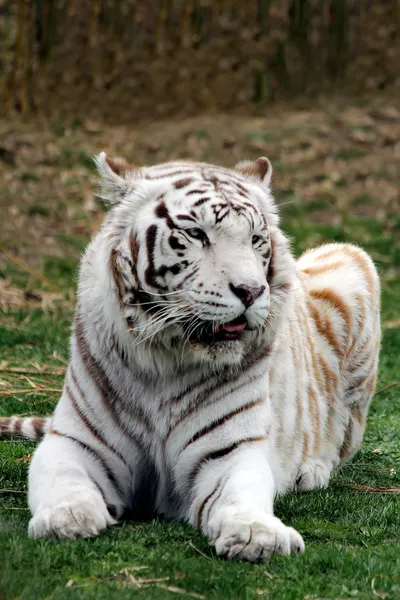 Tigre blanco en el zoológico — Foto de Stock