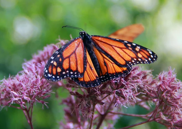 Monarchfalter auf einer rosa Blume — Stockfoto