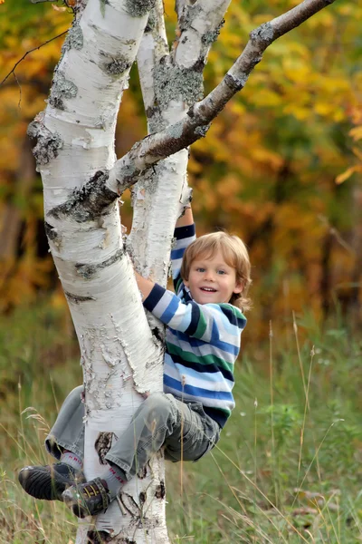Söt liten pojke klättring på trädet Royaltyfria Stockbilder