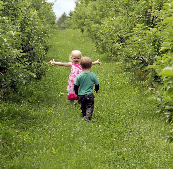Zwei kleine Jungen und Mädchen, die im Apfelgarten spazieren gehen Stockfoto