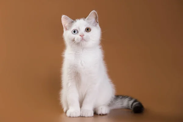 Cute White Spots Kitten Sits Brown Background Purebred British Cat — стокове фото