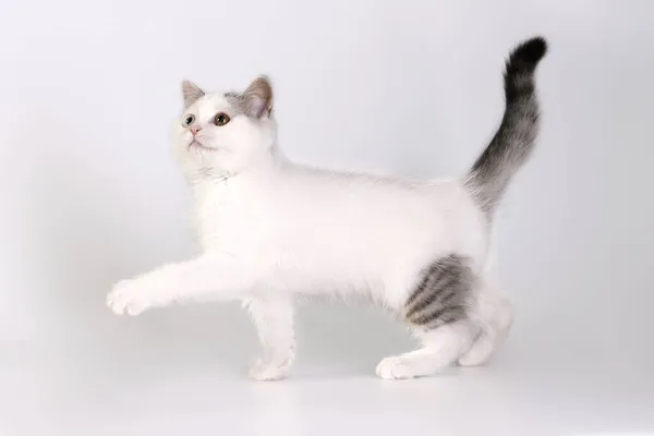 Чистий Білий Кошеня Сірими Плямами Русі Білому Фоні Студії Кіт — стокове фото
