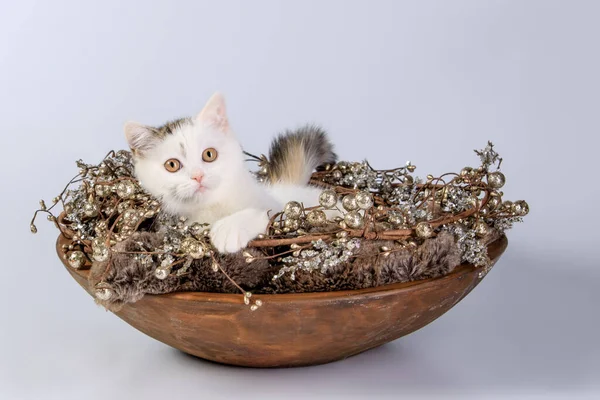 Gatinho Bonito Uma Travessa Madeira Decorativa Com Decoração Natal Fundo — Fotografia de Stock