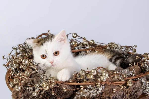 Gatinho Bonito Uma Travessa Madeira Decorativa Com Decoração Natal Fundo — Fotografia de Stock