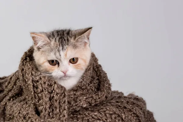 Porträtt Bedårande Liten Katt Insvept Stickad Halsduk Isolerad Vit Studio — Stockfoto