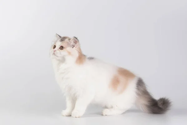 Purebred Fluffy Kitten Motion White Studio Background Attentive Look Cat — стокове фото