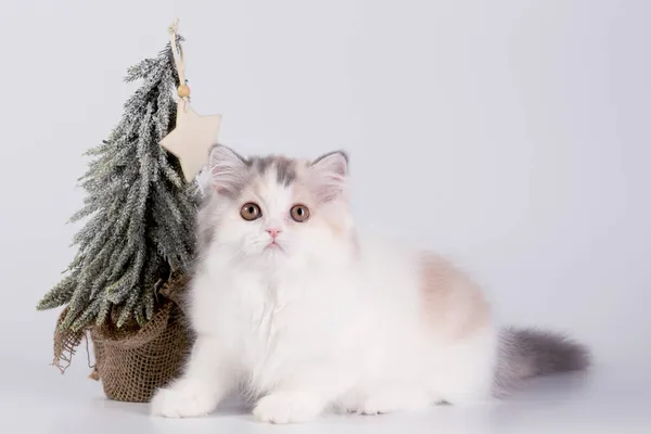 Gato Fofo Bonito Perto Uma Árvore Natal Brinquedo Isolado Fundo — Fotografia de Stock