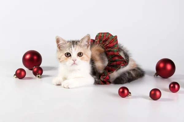 かわいいふわふわの猫は赤いクリスマスボールの隣に座っています 白いスタジオの背景に隔離された 新しい年 面白いクリスマス子猫のコンセプト — ストック写真