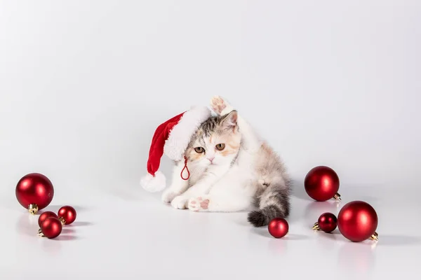 サンタの帽子のかわいいふわふわの子猫は 白い背景に隔離された赤いクリスマスボールの隣に座っています 新年のコンセプト 面白いクリスマス猫 — ストック写真