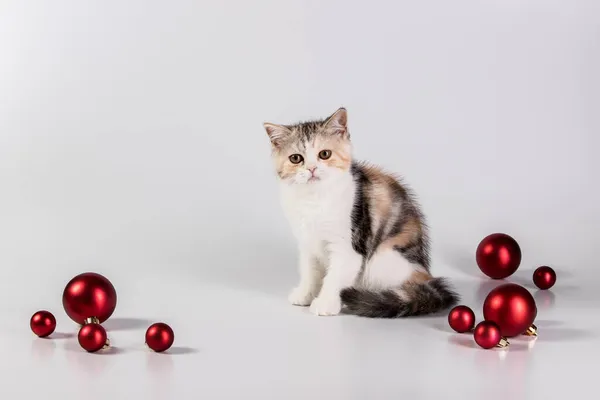 白い背景に赤いクリスマスボールの装飾の横にかわいいふわふわの英国の品種の子猫が座っています 新年のコンセプト クリスマス猫 — ストック写真