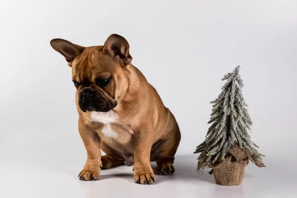 かわいいフランスのブルドッグ子犬 悲しい犬は小さな装飾的なクリスマスツリーの近くに座っています ホワイトスタジオの背景 クリスマス 動物の感情のための概念 スペースのコピー — ストック写真