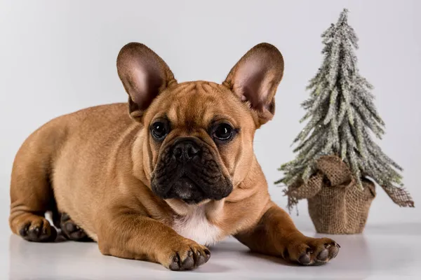 Cão Bonito Bulldog Francês Posando Deitado Lado Uma Árvore Natal — Fotografia de Stock