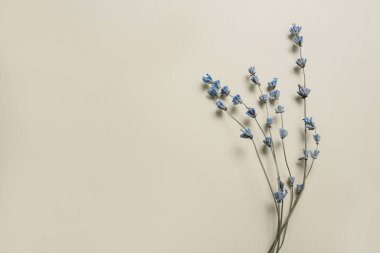 Bej arka planda güzel bir demet kuru lavanta. Yerleşim planı. Metin için boşluk. Model yap. Kuru çiçekler, konsept tebrik kartı, düğün davetiyesi..