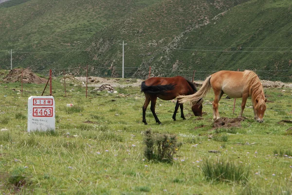 Tibet yolweg in tibet