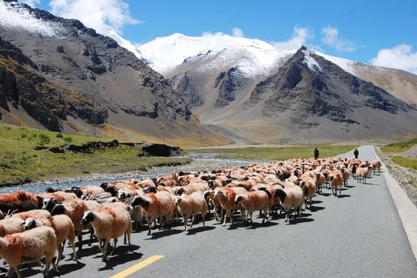 Tibet çoban