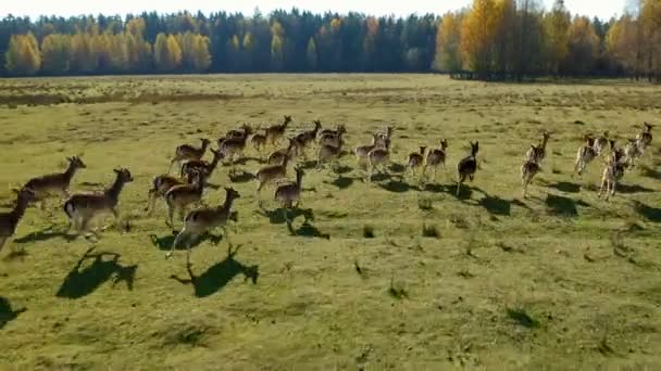 Aerial View Deers Meadow Deer Herd Wild Herd Deer Field — Stock Video