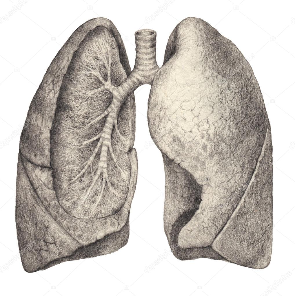 Lungs - structure