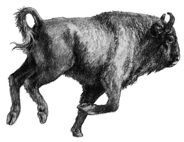 Running European Bison (vache ) — Photo