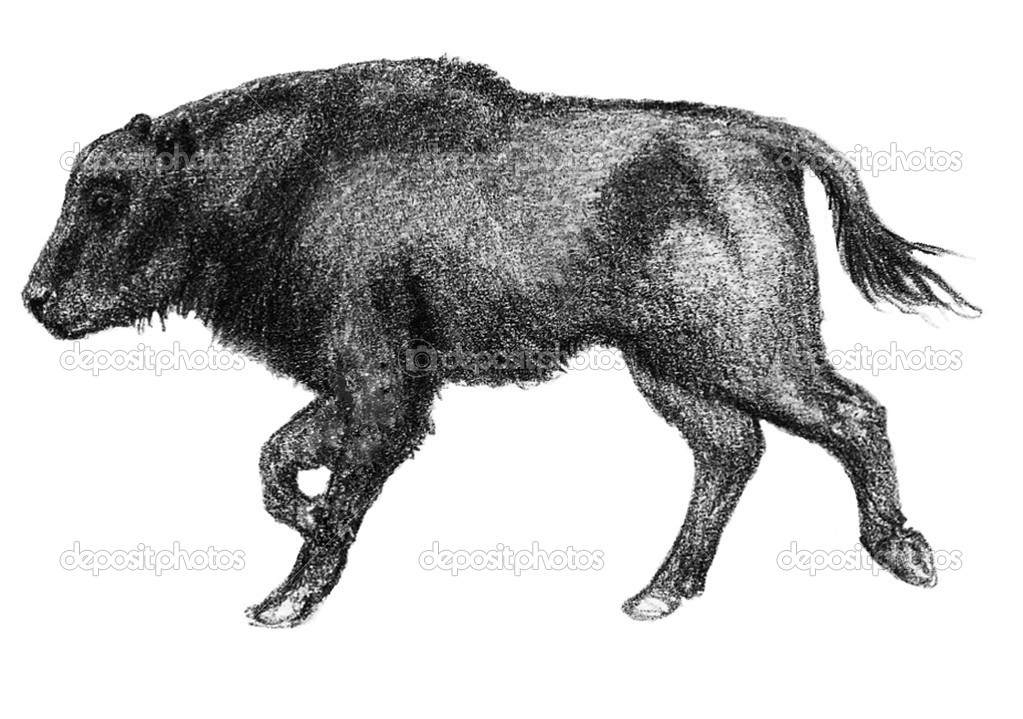 European Bison Calf