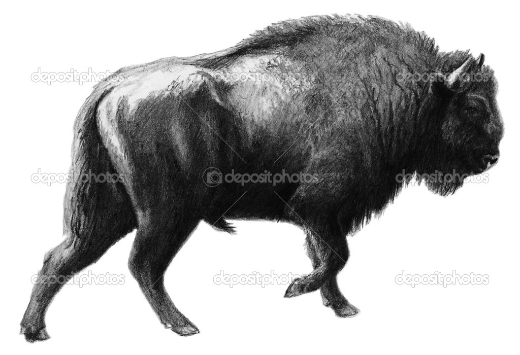 Walking European Bison (bull)