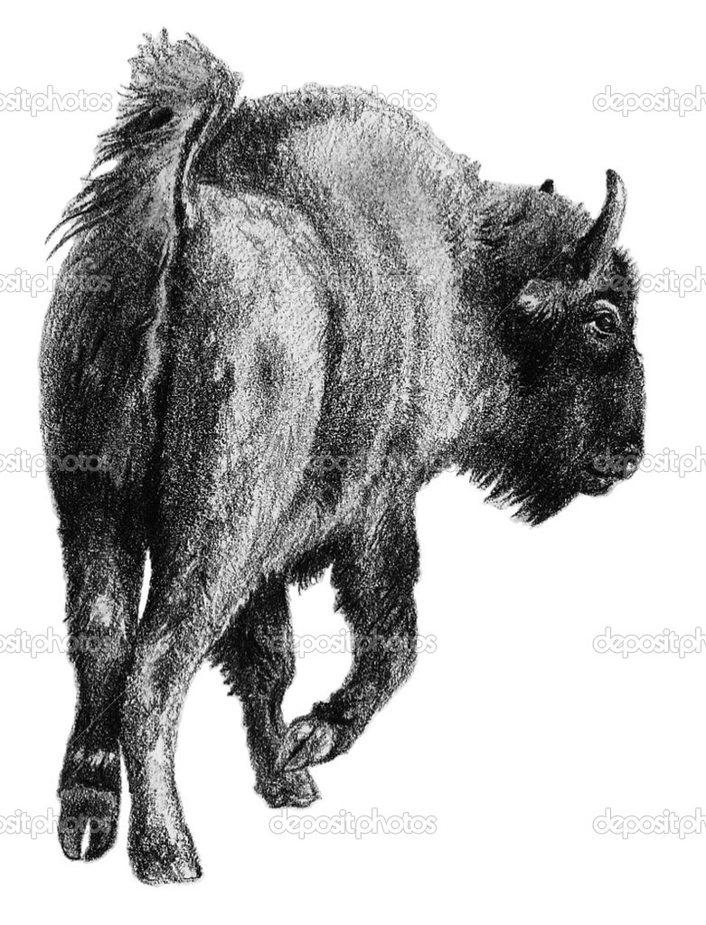 European Bison (cow)