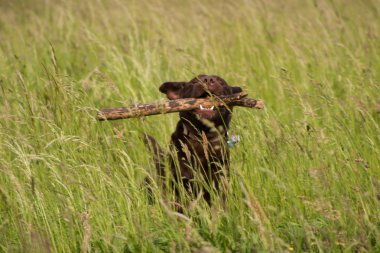 alma, Labrador geri almak