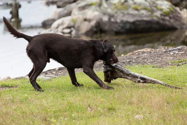 Labrador retriever bir şube ile oynama