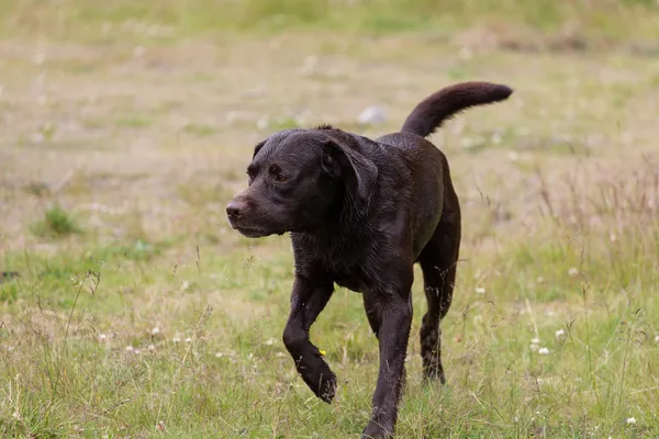 Labrador retriever in de jacht — Stockfoto
