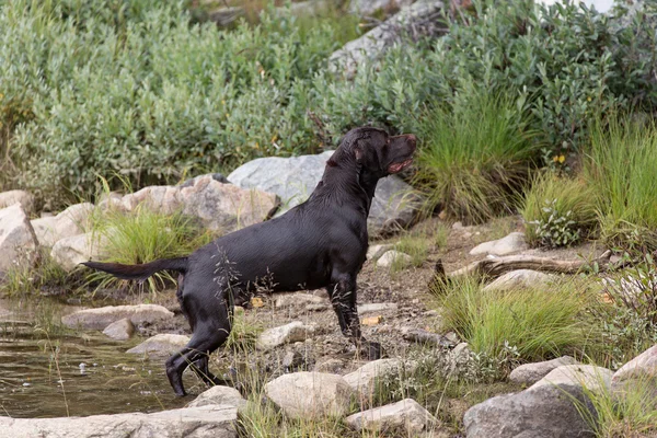 Labrador retriever AVI