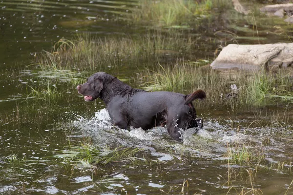 Labrador retriever in de jacht — Stockfoto