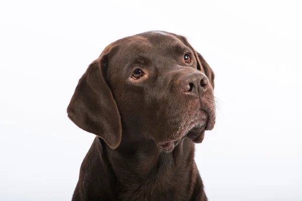 Retrato de un Labrador retriever —  Fotos de Stock