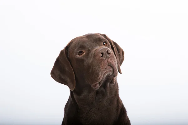 Retrato de un Labrador retriever —  Fotos de Stock