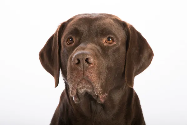 Retrato de un Labrador retriever —  Fotos de Stock