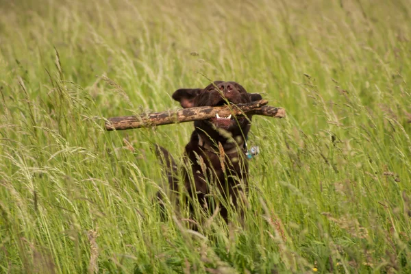 Labradorský retrívr při načítání Stock Fotografie